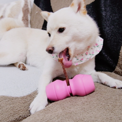 Chewise Snack-Holder Standard - Pink